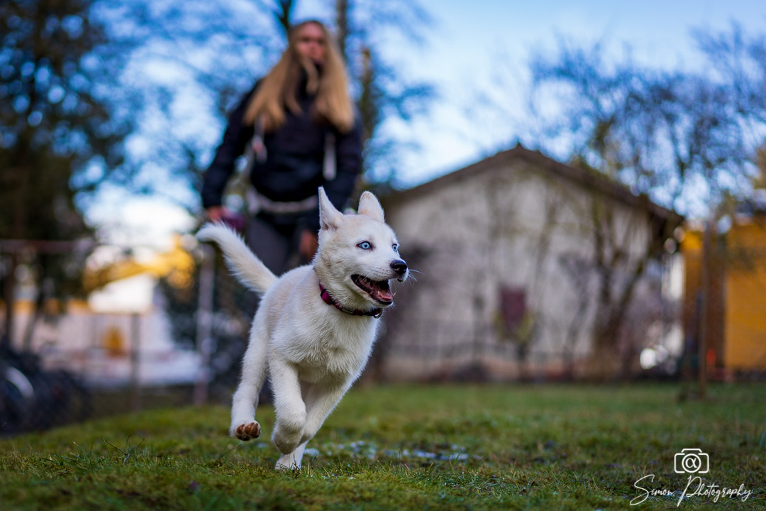 Thorvi the Husky Diva